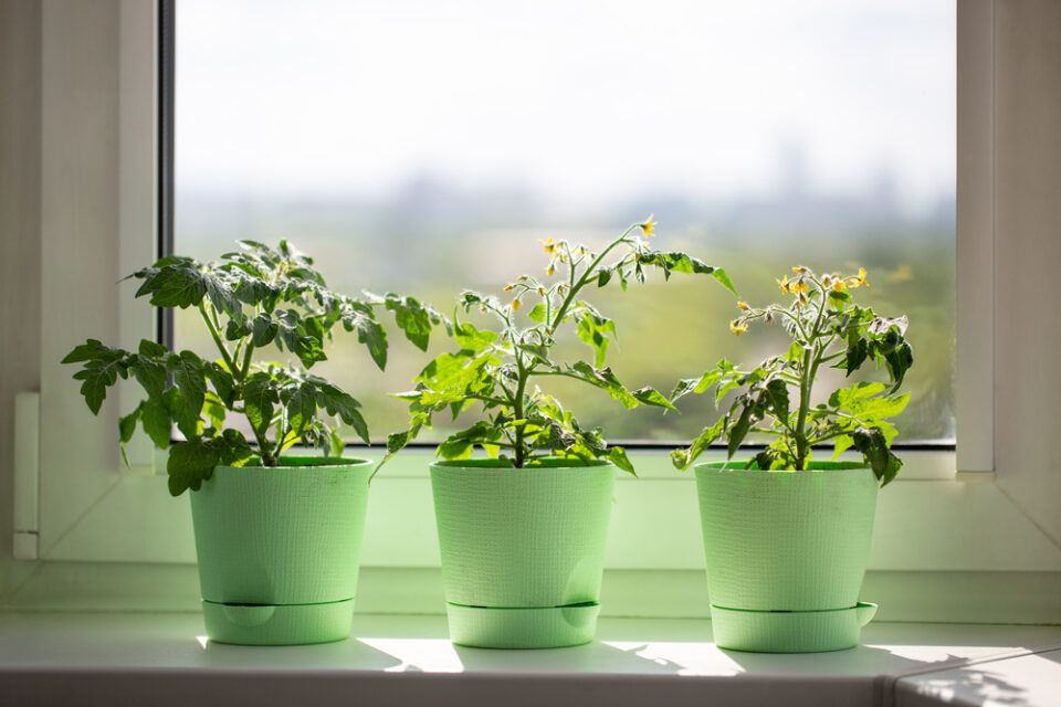 Self-Watering Planters